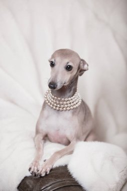 Kanepede yatan İtalyan tazı köpeği