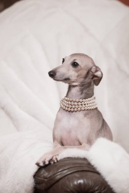 Kanepede yatan İtalyan tazı köpeği