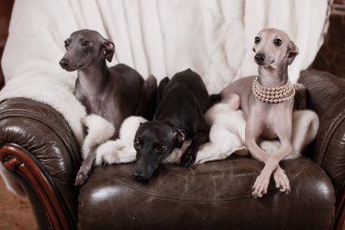 Kanepede yatan İtalyan tazı köpeği