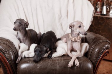 Kanepede yatan İtalyan tazı köpeği