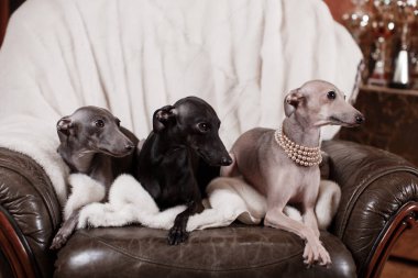 Kanepede yatan İtalyan tazı köpeği