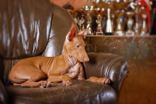 Pharaoh beautiful dog on the background wall — Stock Photo, Image