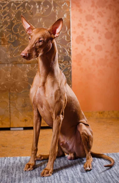 Piękny pies faraona na tle ściany — Zdjęcie stockowe