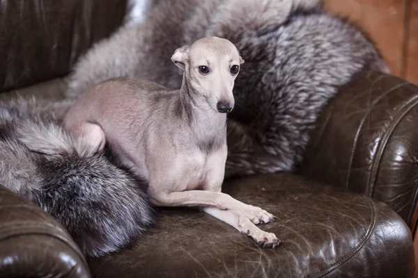 ソファに横たわっているイタリアン ・ グレーハウンド犬 — ストック写真