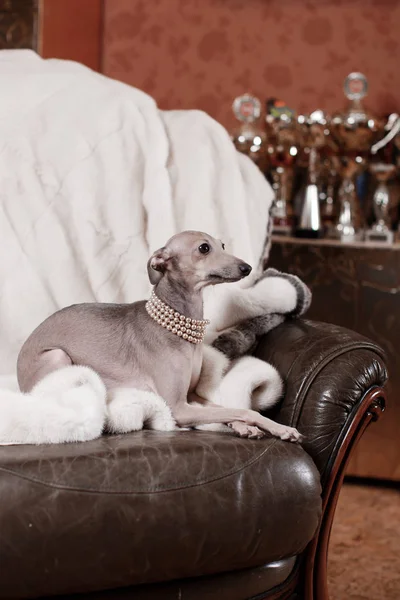 Італійська хорт собака лежить на дивані — стокове фото
