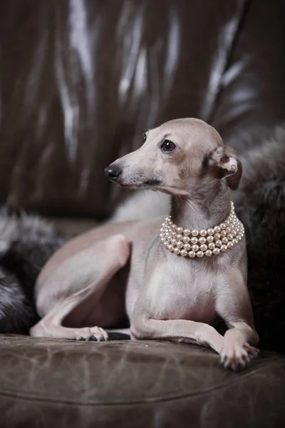 Italiaanse windhond hond liggend op de Bank Stockfoto