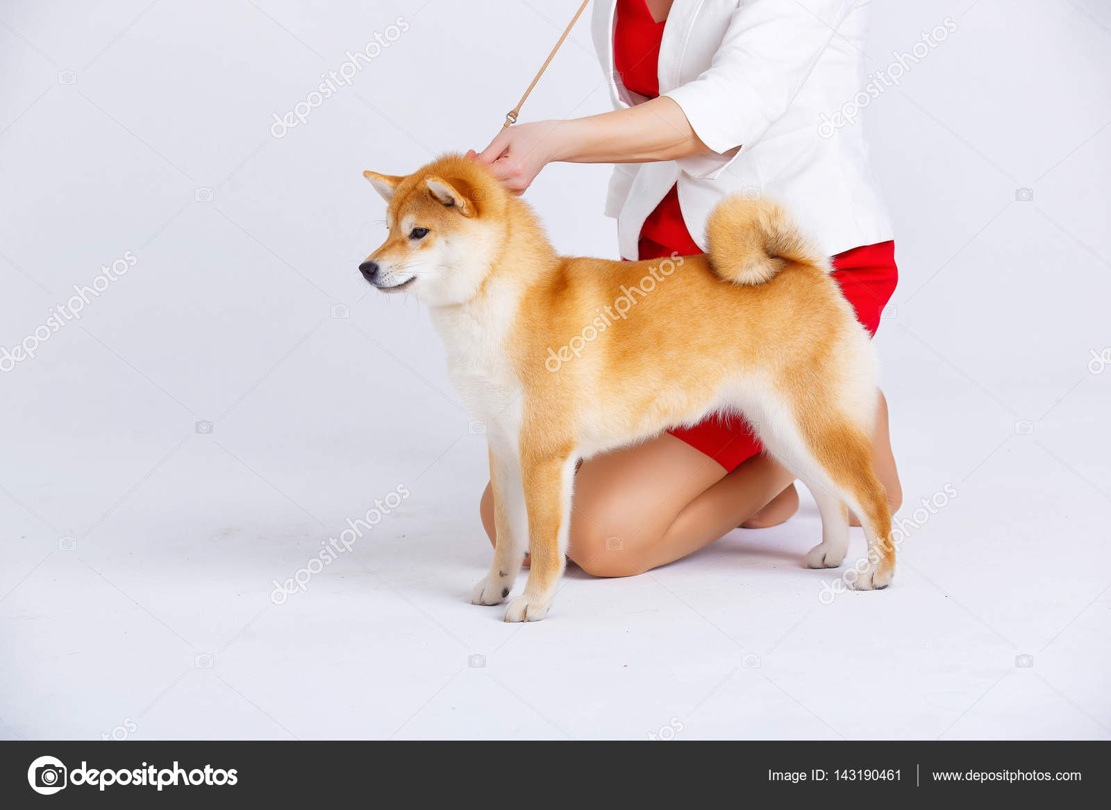 Shiba Inu Chien Sur Fond Blanc Photographie Akbudak