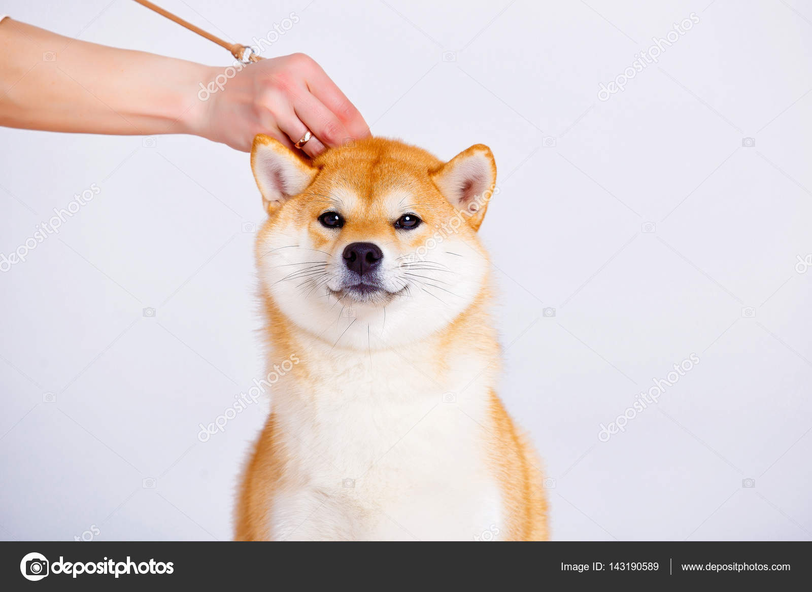 Shiba Inu Dog On A White Background Stock Photo Akbudak