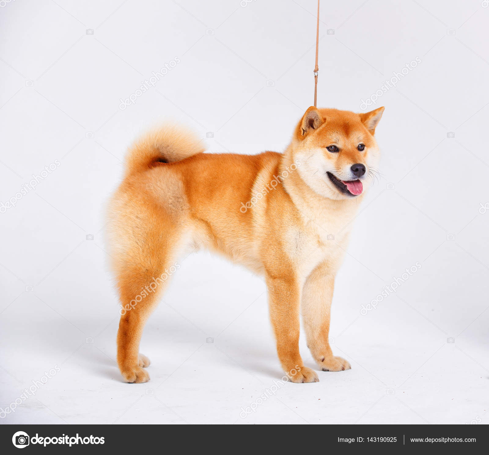 Shiba Inu Dog On A White Background Stock Photo Akbudak