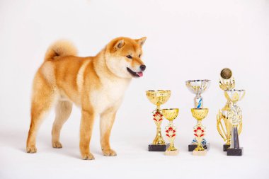 Shiba Inu köpek beyaz zemin üzerine