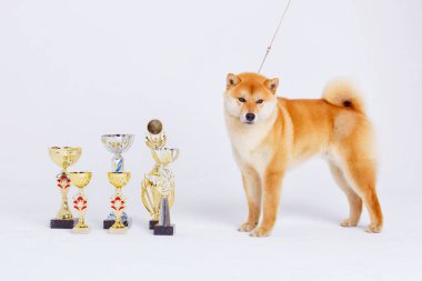 Shiba Inu köpek beyaz zemin üzerine