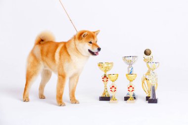 Shiba Inu köpek beyaz zemin üzerine