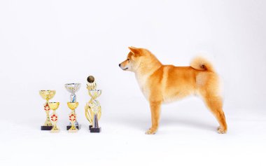 Shiba Inu köpek beyaz zemin üzerine