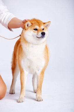 Shiba Inu köpek beyaz zemin üzerine