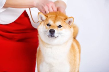 Shiba Inu köpek beyaz zemin üzerine