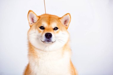 Shiba Inu köpek beyaz zemin üzerine