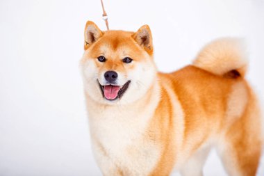 Shiba Inu köpek beyaz zemin üzerine