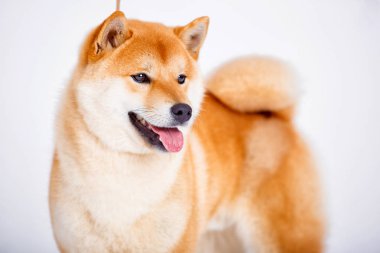 Shiba Inu köpek beyaz zemin üzerine