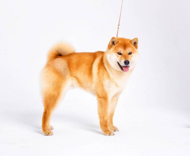 Shiba Inu köpek beyaz zemin üzerine