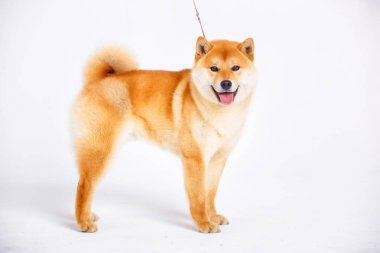 Shiba Inu köpek beyaz zemin üzerine