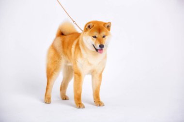 Shiba Inu köpek beyaz zemin üzerine