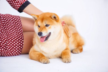 Japon Shiba Inu köpeğin sahibi ile bir pencere yanına