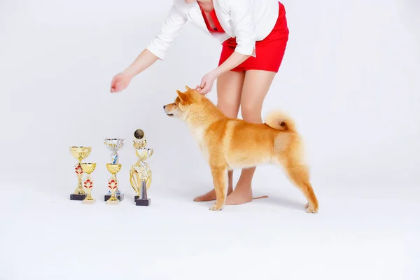 Shiba inu pes na bílém pozadí — Stock fotografie