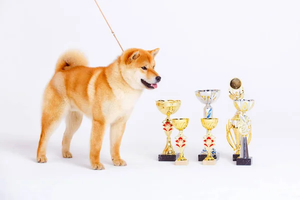 Shiba inu Hund auf weißem Hintergrund — Stockfoto