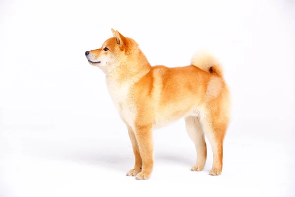 白い背景の上犬柴犬 — ストック写真