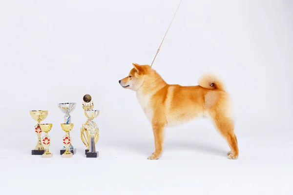 Shiba inu Hund auf weißem Hintergrund — Stockfoto
