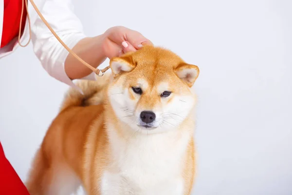 白い背景の上犬柴犬 — ストック写真