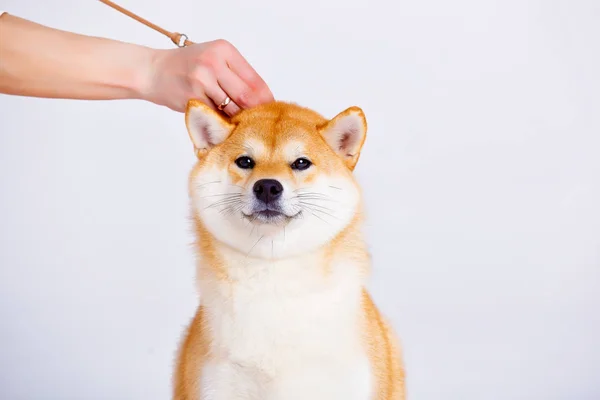 Shiba Inu cão sobre um fundo branco — Fotografia de Stock