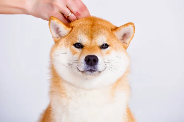 Shiba Inu cão sobre um fundo branco — Fotografia de Stock