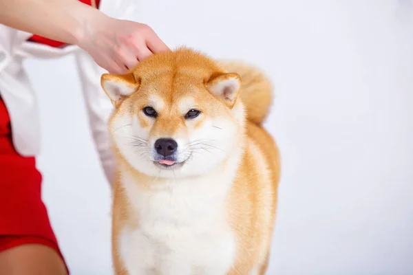 Shiba inu kutya egy fehér háttér — Stock Fotó