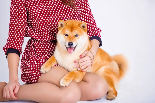 Японская собака Сиба Ину возле окна с владельцем — стоковое фото