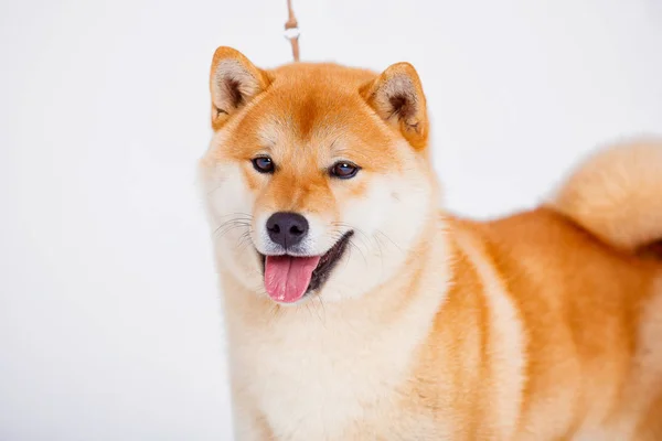 Shiba inu kutya egy fehér háttér — Stock Fotó