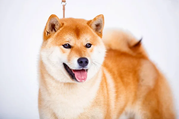 Shiba Inu cane su uno sfondo bianco — Foto Stock