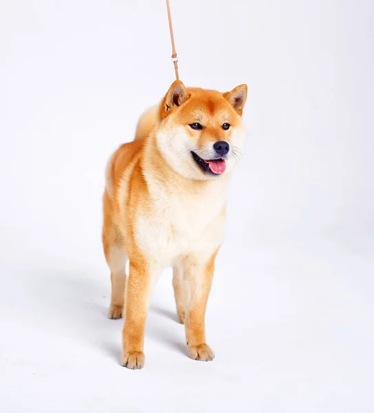 Shiba Inu cão sobre um fundo branco — Fotografia de Stock