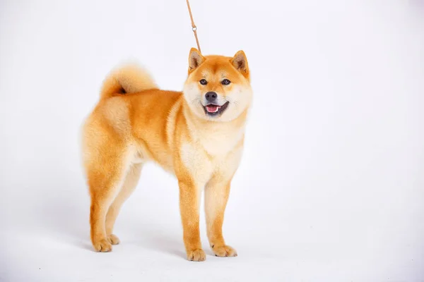 Shiba Inu cane su uno sfondo bianco — Foto Stock