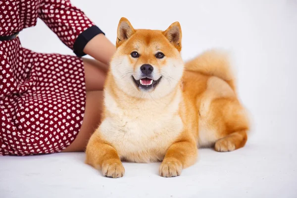 日本芝犬の所有者と窓の近く — ストック写真