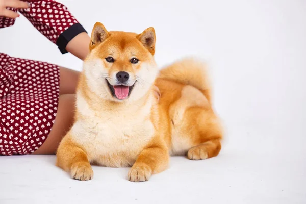 Cão Shiba Inu japonês perto de uma janela com o proprietário — Fotografia de Stock