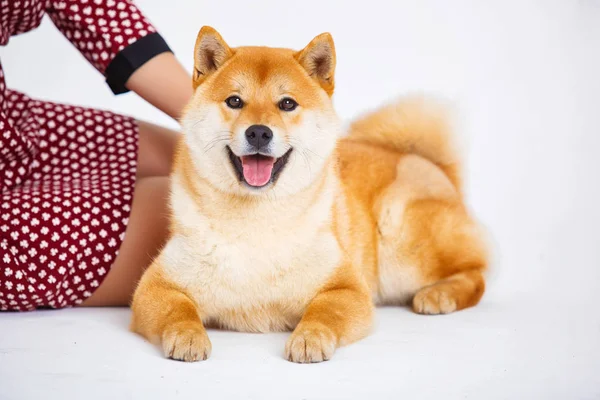 Cão Shiba Inu japonês perto de uma janela com o proprietário — Fotografia de Stock