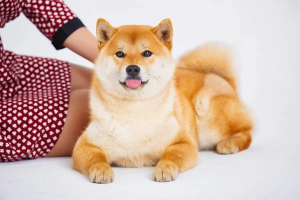 Cão Shiba Inu japonês perto de uma janela com o proprietário — Fotografia de Stock