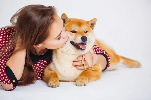 Japán Shiba Inu kutya közelében egy ablak, a tulajdonos — Stock Fotó