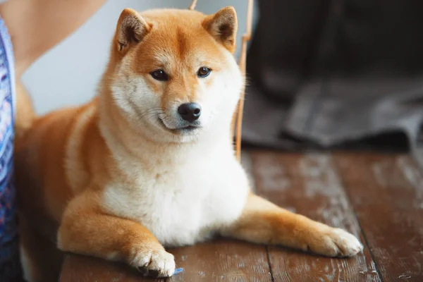 Japonês Shiba Inu cão perto de uma janela — Fotografia de Stock