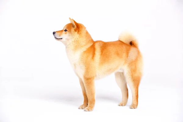 Shiba inu psa na białym tle Zdjęcia Stockowe bez tantiem