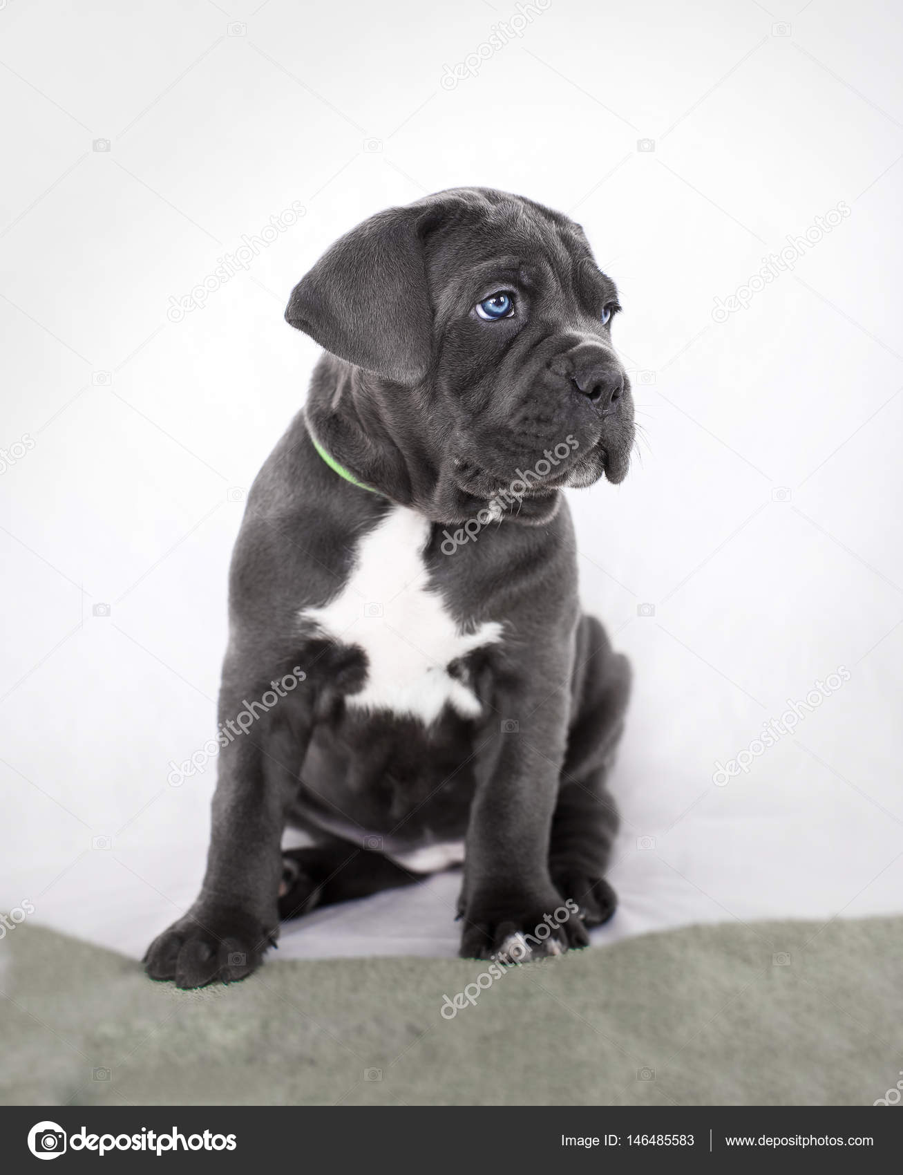 Puppy Cane Corso Gray Color On The Background Stock Photo
