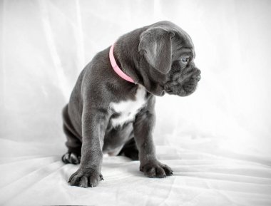 Yavru Cane Corso gri renk arka plan üzerinde