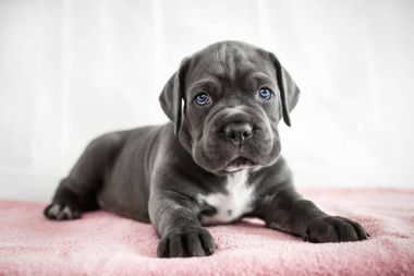 Yavru Cane Corso gri renk arka plan üzerinde