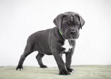 Yavru Cane Corso gri renk arka plan üzerinde
